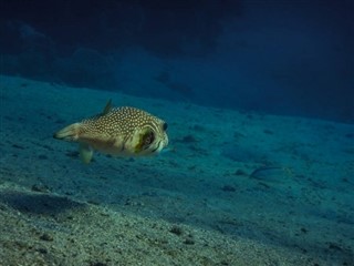 Tokelau