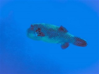 トケラウ諸島