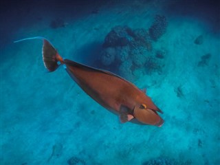 トケラウ諸島