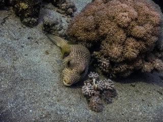 トケラウ諸島