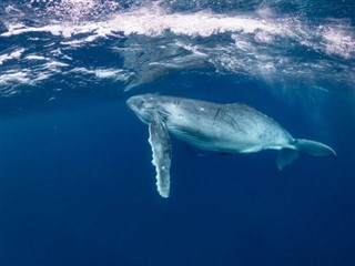 Tonga