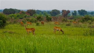 উগান্ডা