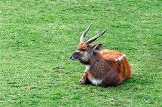 উগান্ডা