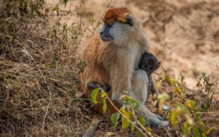 युगांडा