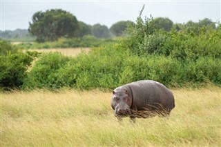 烏干達