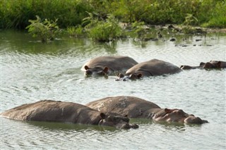 উগান্ডা