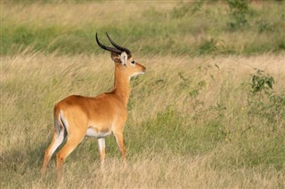 উগান্ডা