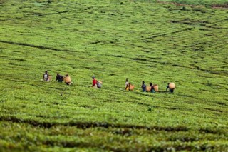 युगांडा