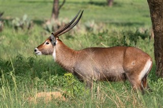 উগান্ডা