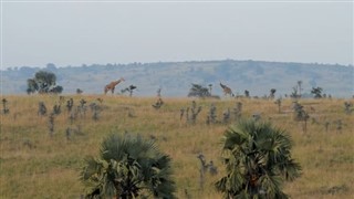 युगांडा