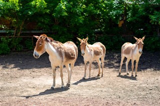 ウズベキスタン