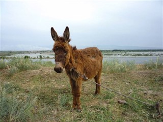 Usbekistan