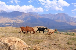 أوزبكستان