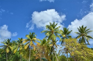 விர்ஜின்