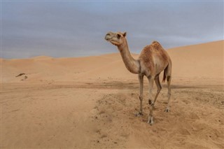 Vest-Sahara
