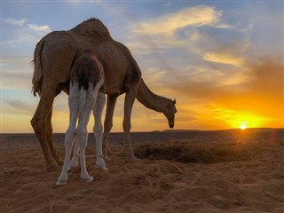 Sahara