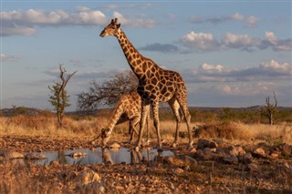 Zambia