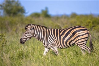 Zambia