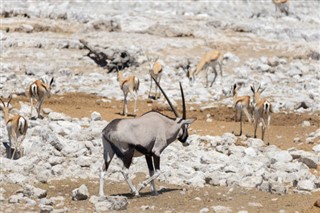 Zambia