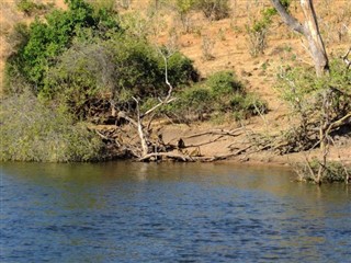 Zambia