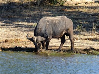 Zambiya