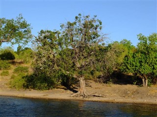 Zambia