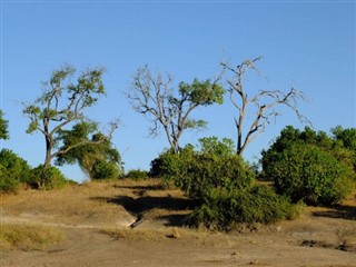 زامبيا