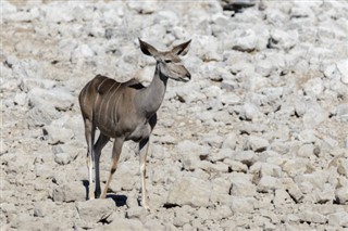 Zambia