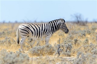 Zambia