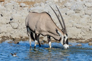 زامبيا