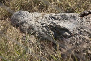 Zambia