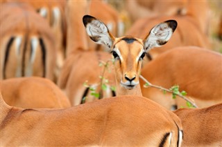 Zambia