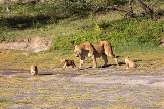 Zambiya