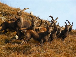 Zambia