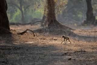 ஜிம்பாப்வே