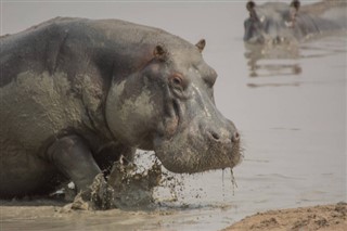 Zimbabue