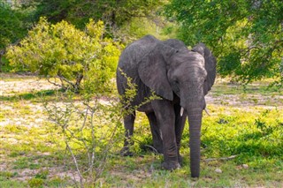 Zimbabue