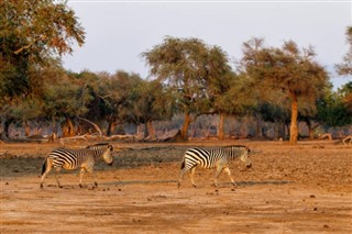 Zimbabue