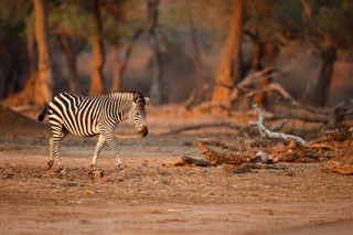 Zimbabue