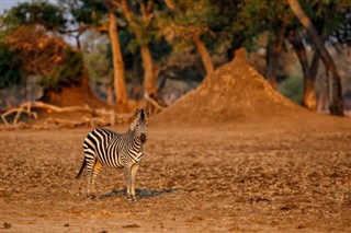 Zimbabue