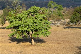 জিম্বাবুয়ে