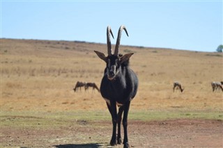 Angola