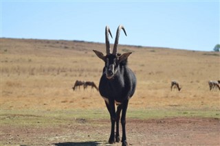 Angola