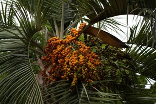 Bahrain