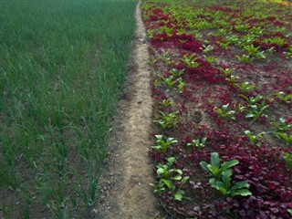 Bangladesh
