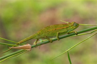 Burundi