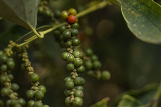 Cambodia