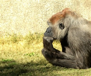 Congo,