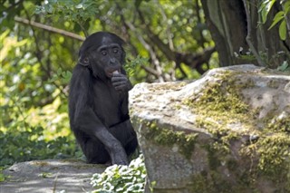 Congo,