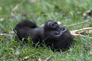 Congo,